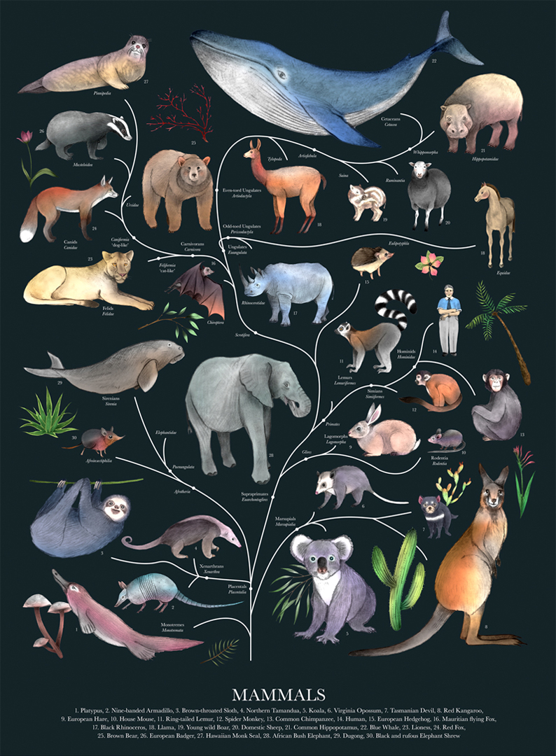 Allira_LAffiche-Moderne_Mammals-Tree-of-Life