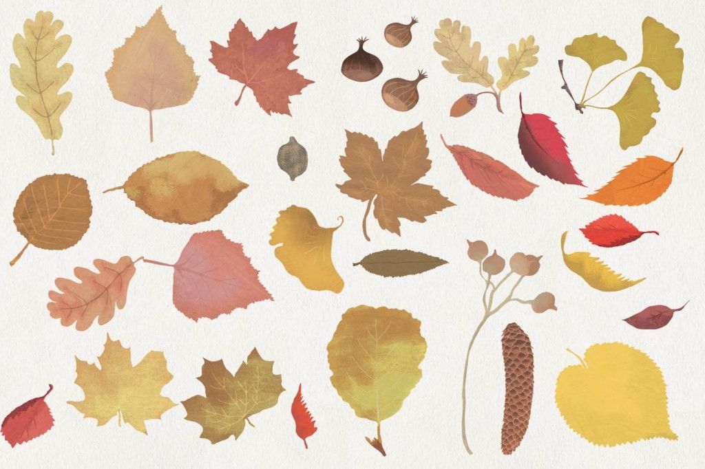 Tinou-Le-Joly-Sénoville-Illustration-Autumn-leaves