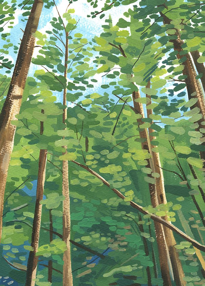 Garance-Grace-helmer-Shinrin-Yoku-a-book-about-Japanese-forest-bathin-forest-summer