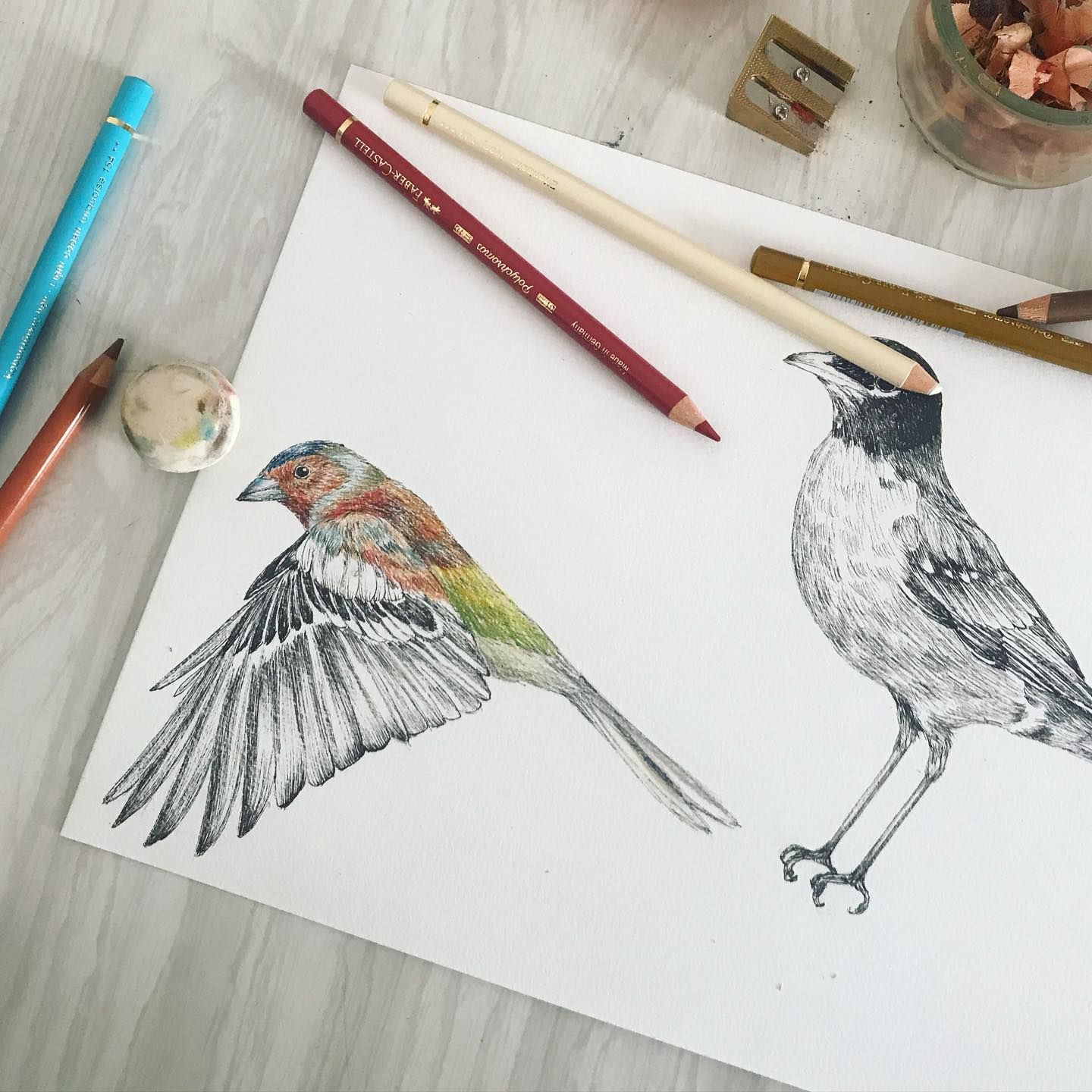 garance-illustration-Frederique-Vernillet-The-art-of-being-a-bird-WIP._web